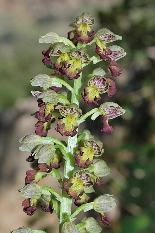 Small-dotted orchis: Orchis punctulata , Mount Carmel, Israel, March 13, 2011.