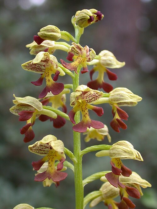 Small-dotted orchis: Orchis punctulata Stev. ex Lindl. (סחלב נקוד), Ya'ar Hanita, Upper Galilee, Israel, February 11, 2006.