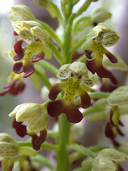 Small-dotted orchis: Orchis punctulata , Ya'ar Hanita, Upper Galilee, Israel, January 31, 2006.