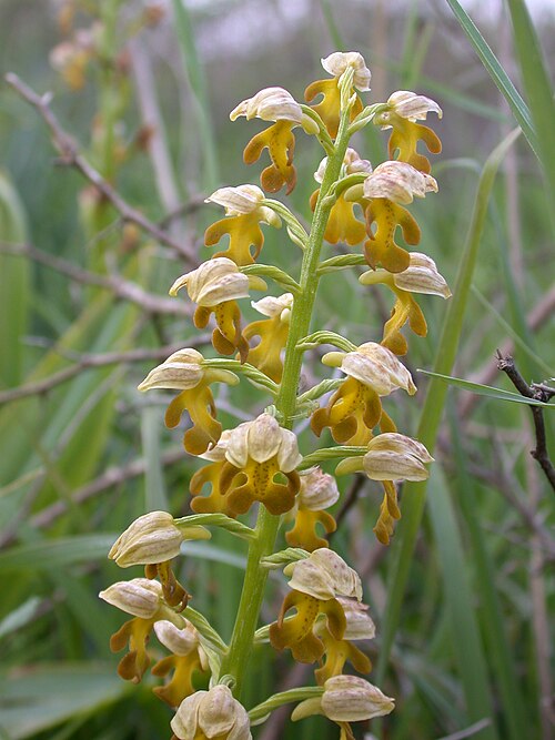 Small-dotted orchis: Orchis punctulata Stev. ex Lindl. (סחלב נקוד), Horshat Tal Orchid Reservation, Hulla Valley, Israel, March 26, 2006.