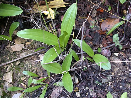 Small-dotted orchis: Orchis punctulata leaves, Mount Carmel, Israel, January 17, 2006.