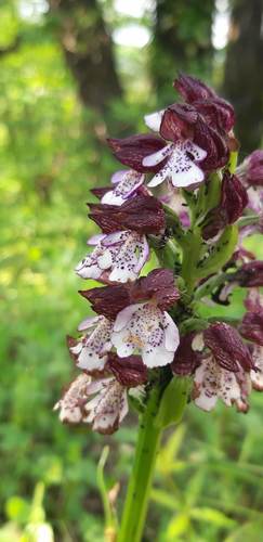 Lady orchid (Orchis purpurea)