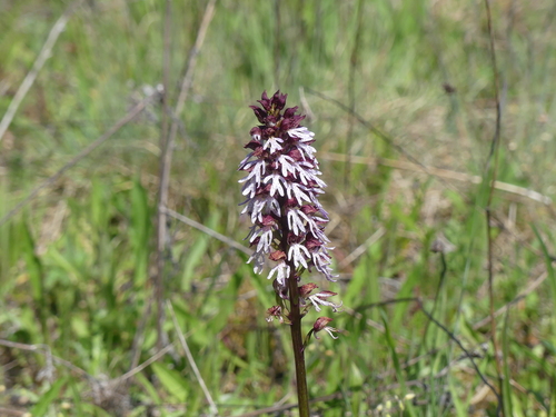 Lady orchid (Orchis purpurea)