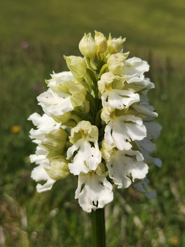 Lady orchid