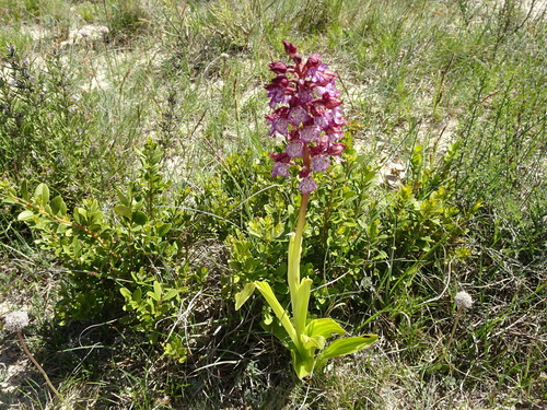 Lady orchid (Orchis purpurea)
