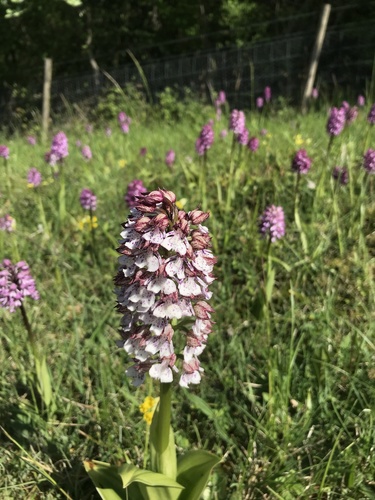 Lady orchid (Orchis purpurea)