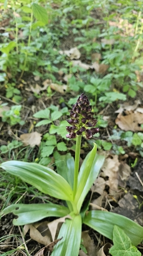Lady orchid (Orchis purpurea)