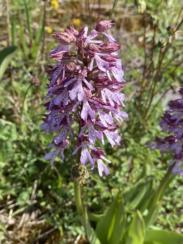 Lady orchid (Orchis purpurea)