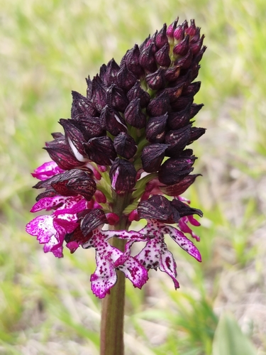 Lady orchid (Orchis purpurea)