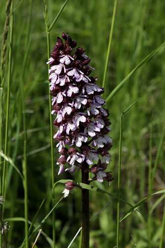 Lady orchid (Orchis purpurea)
