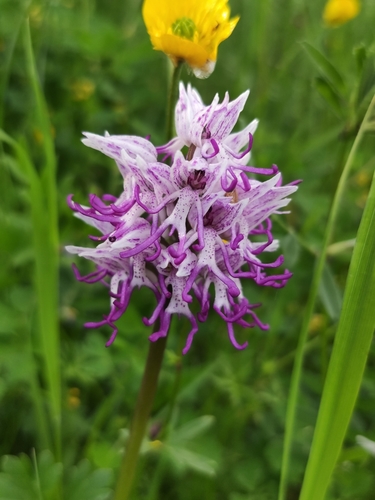 Monkey orchid (Orchis simia)