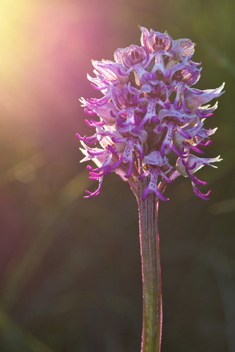 Monkey orchid (Orchis simia)