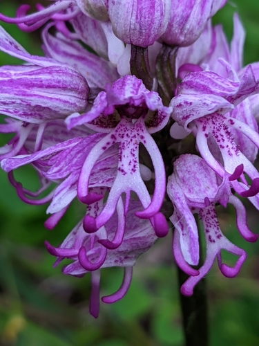 Monkey orchid (Orchis simia)