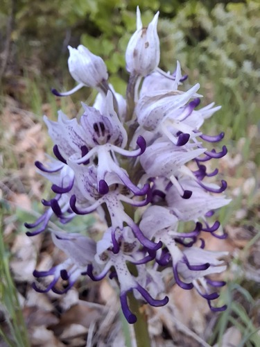 Monkey orchid (Orchis simia)