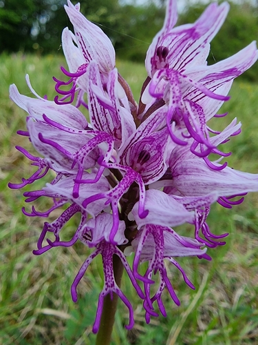 Monkey orchid (Orchis simia)