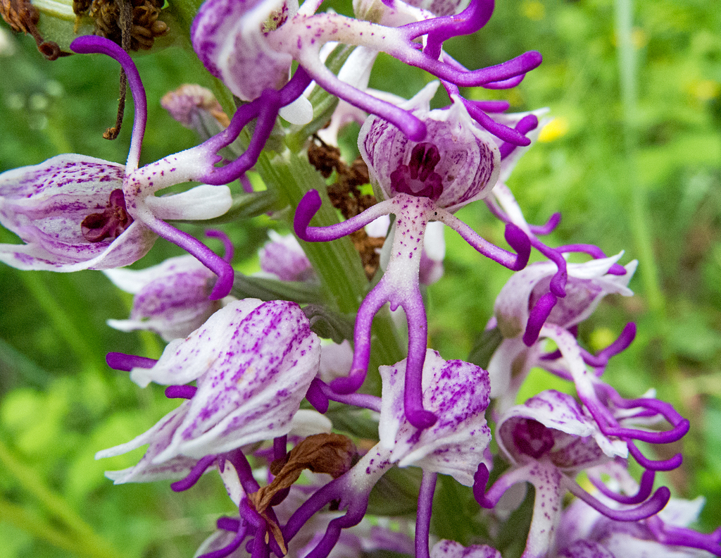 Monkey orchid (Orchis simia)