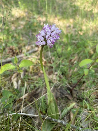 Monkey orchid (Orchis simia)