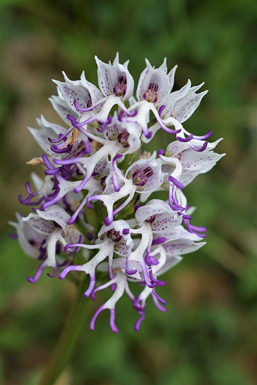 Monkey orchid: This is a photograph of a Natura 2000 protected area with ID