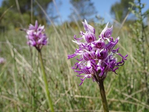 Monkey orchid (Orchis simia)