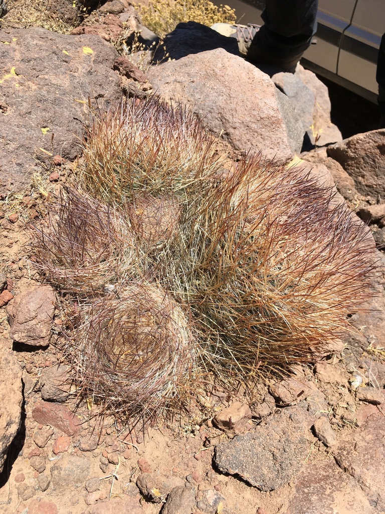 Oreocereus australis (Oreocereus australis)