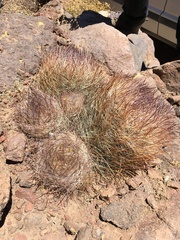 Oreocereus australis (Oreocereus australis)