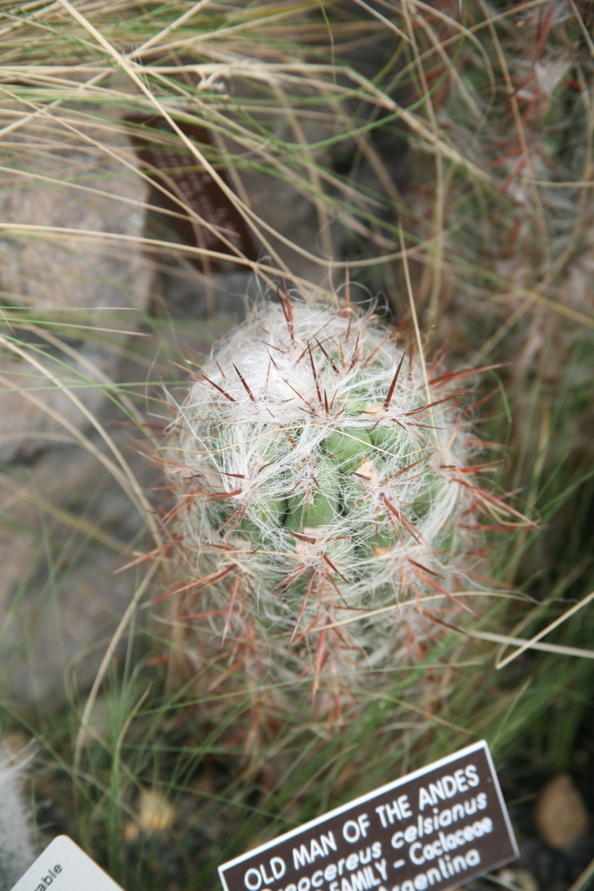 Oreocereus celsianus: Old Man of the Andes
