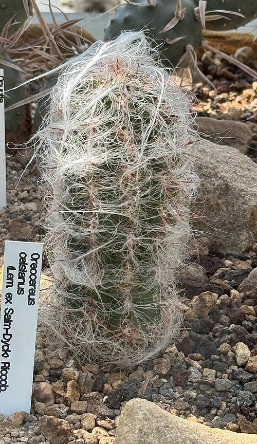 Oreocereus celsianus: Leipzig, botanical garden, Oreocereus celsianus