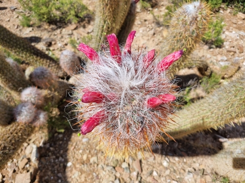 Oreocereus celsianus (Oreocereus celsianus)