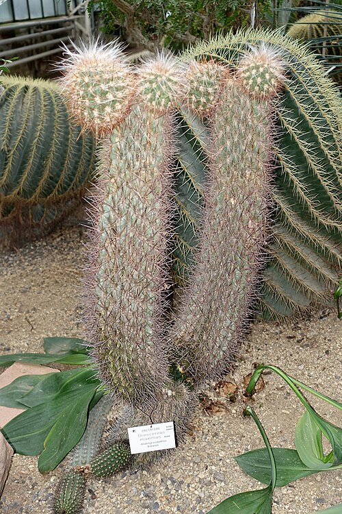 Oreocereus celsianus: Botanical specimen in the Botanischer Garten - Heidelberg, Germany.
