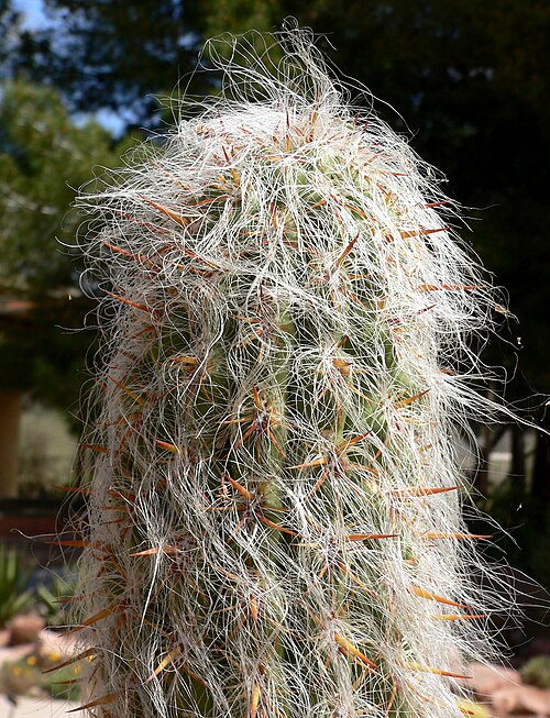 Oreocereus celsianus: Oreocereus celsianus at the Springs Preserve garden, Las Vegas, Nevada