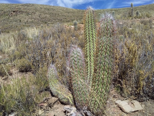 Oreocereus celsianus (Oreocereus celsianus)