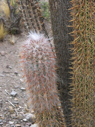 Oreocereus celsianus (Oreocereus celsianus)
