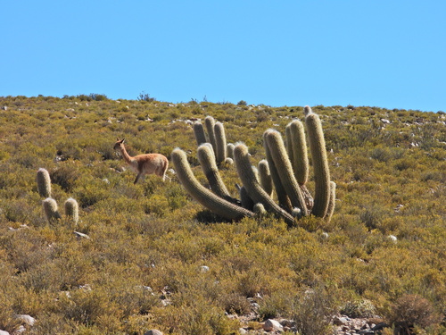 Oreocereus celsianus (Oreocereus celsianus)