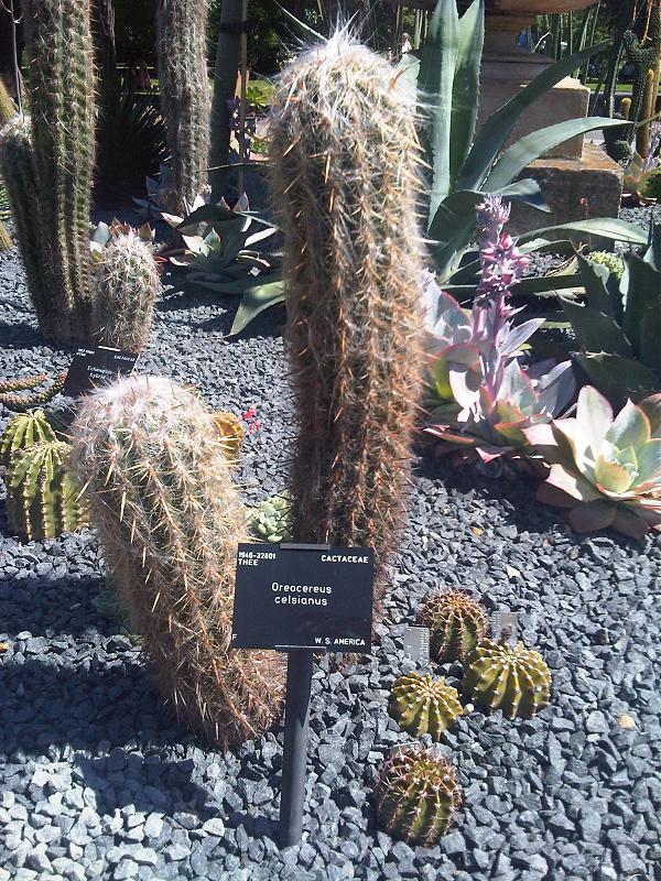 Oreocereus celsianus: Oreocereus celsianus in Kew Gardens, London, England.