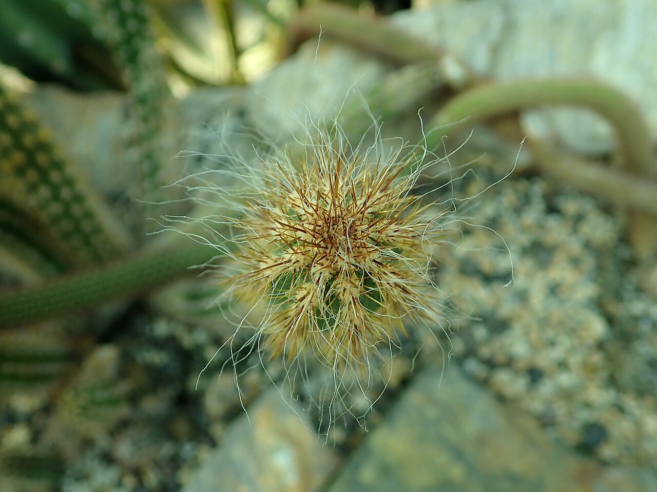 Oreocereus doelzianus: Oreocereus doelzianus , botanical garden in Berlin.