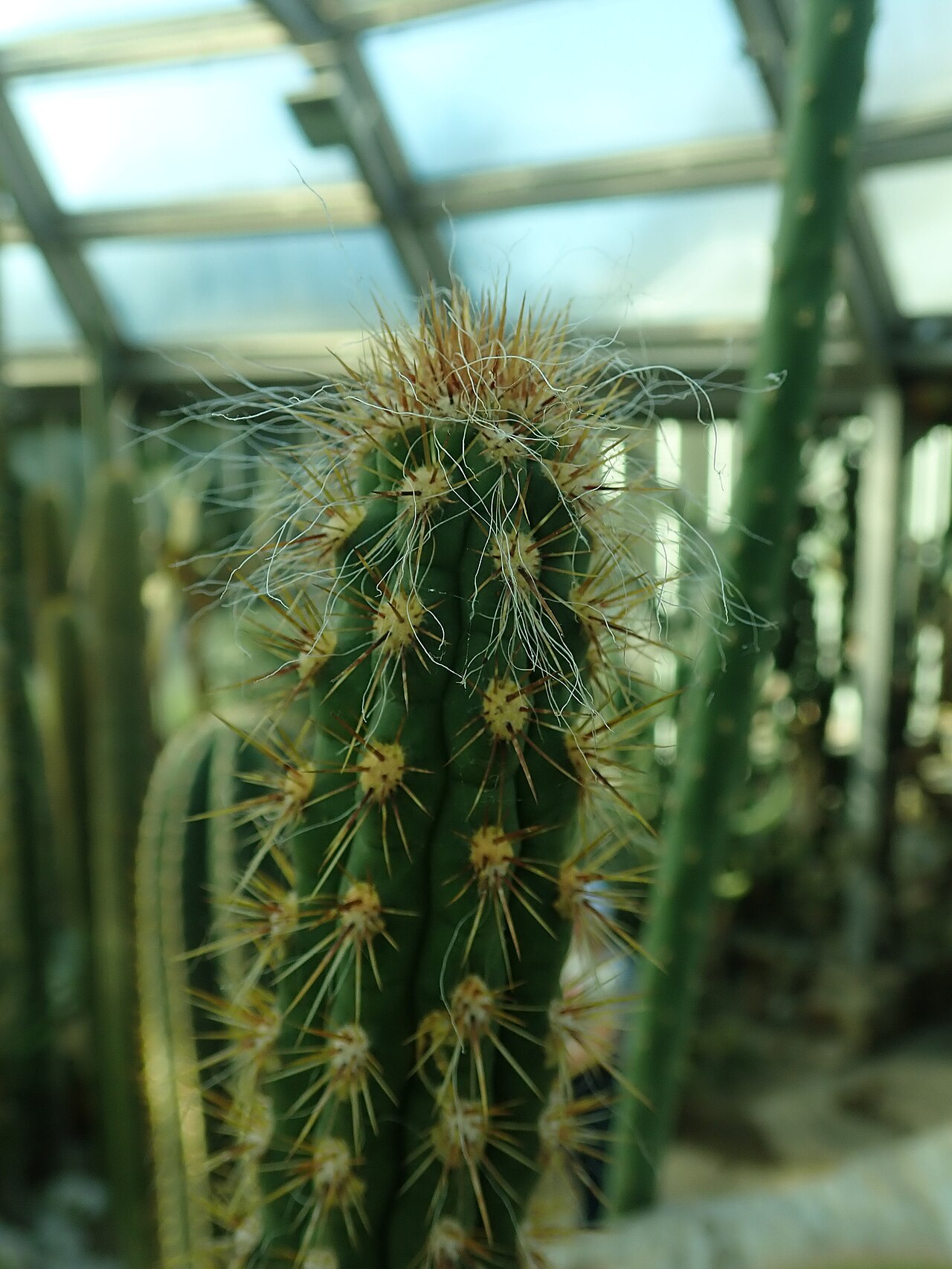 Oreocereus doelzianus: Oreocereus doelzianus , botanical garden in Berlin.
