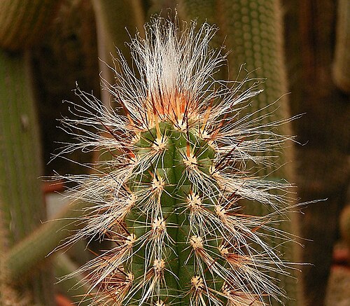 Oreocereus doelzianus: Oreocereus doelzianus (Backeb.) Borg