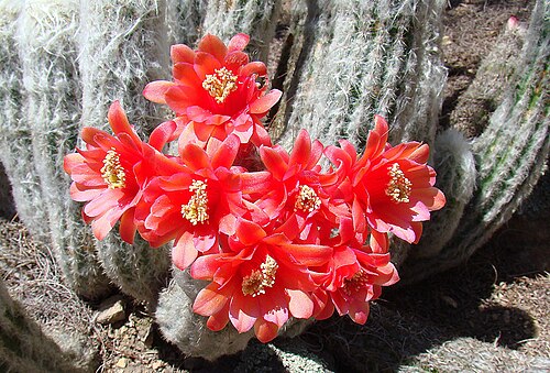 Oreocereus doelzianus: Dominantly a Peruvian cactus, here at the Botanical Gardens of UC Berkeley. In context at www.dixpix.ca/sth_cordillera/flora/cacti_small/index.html