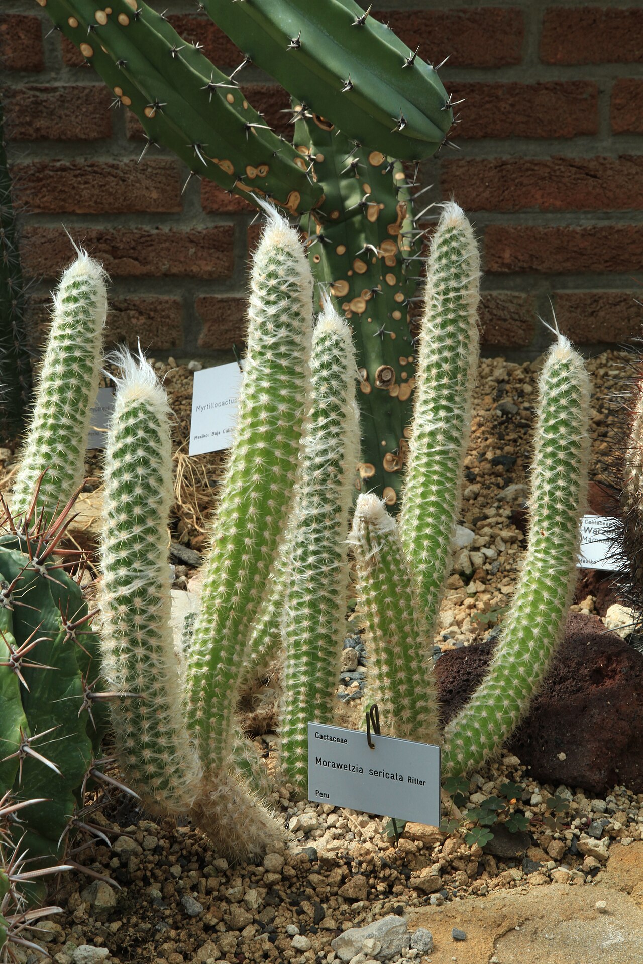 Oreocereus doelzianus: Oreocereus doelzianus var. sericatus, Pflanzenschauhäuser im Rombergpark in Dortmund