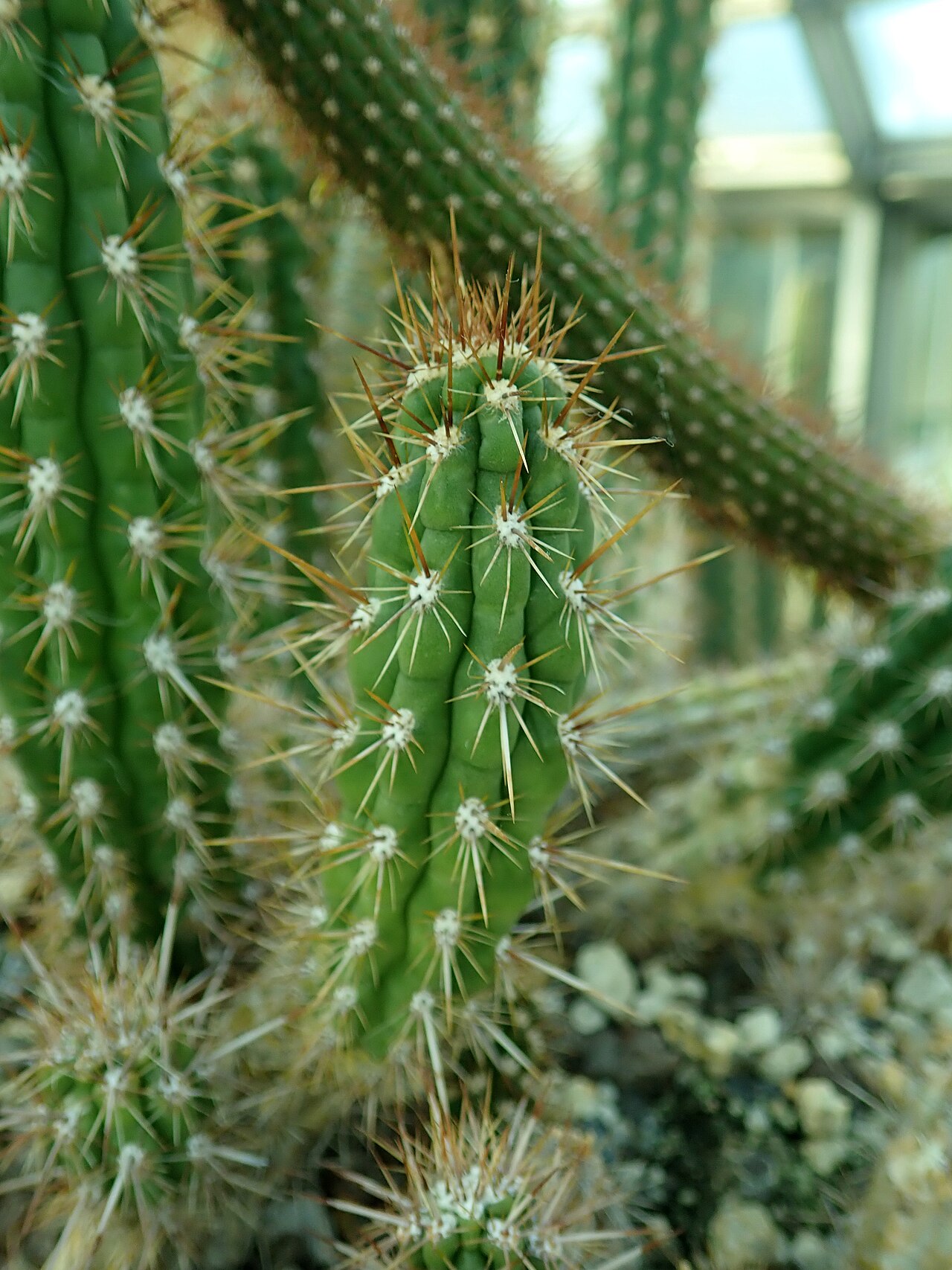 Oreocereus doelzianus: Oreocereus doelzianus , botanical garden in Berlin.