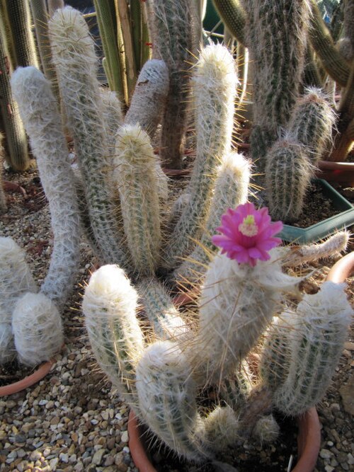 Oreocereus doelzianus: Oreocereus leucotrichus Common Name(s): Old Man of the Andes Synonym(s): Echinocactus leucotrichus, Arequipa leucotricha, Borzicactus leucotrichus, Oreocereus h