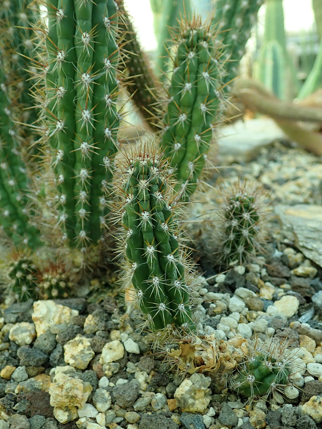 Oreocereus doelzianus: Oreocereus doelzianus , botanical garden in Berlin.
