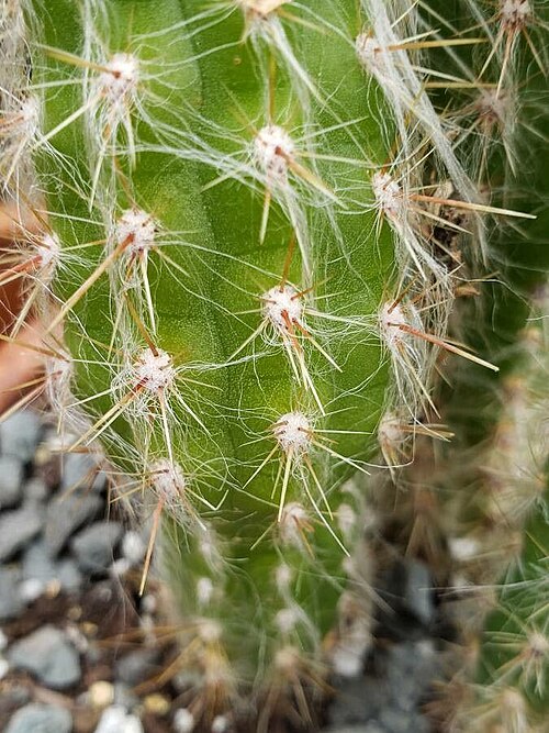 Oreocereus doelzianus: The image is a close-up of the lower spines of Oreocereus doelzianus.