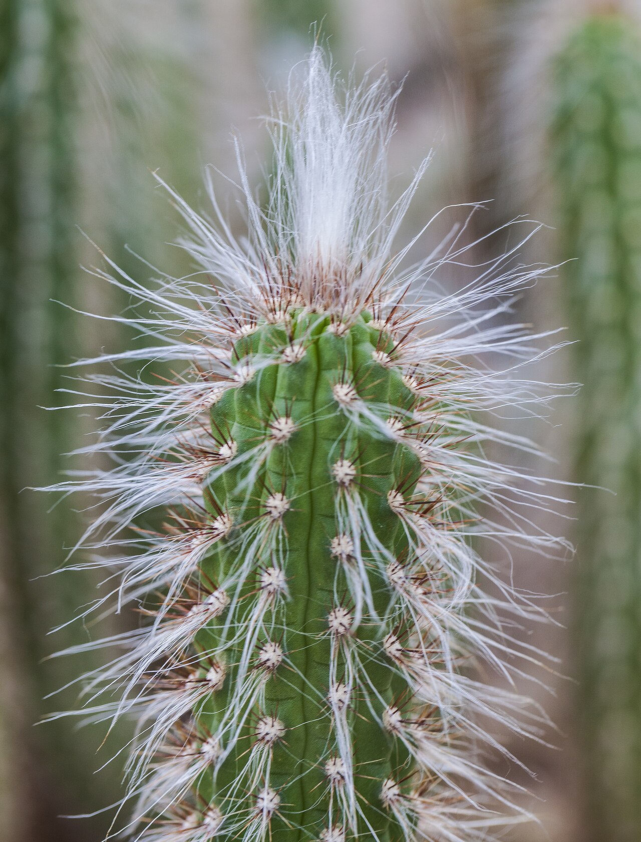Oreocereus doelzianus: Oreocereus doelzianus , Munich Botanical Garden, Germany