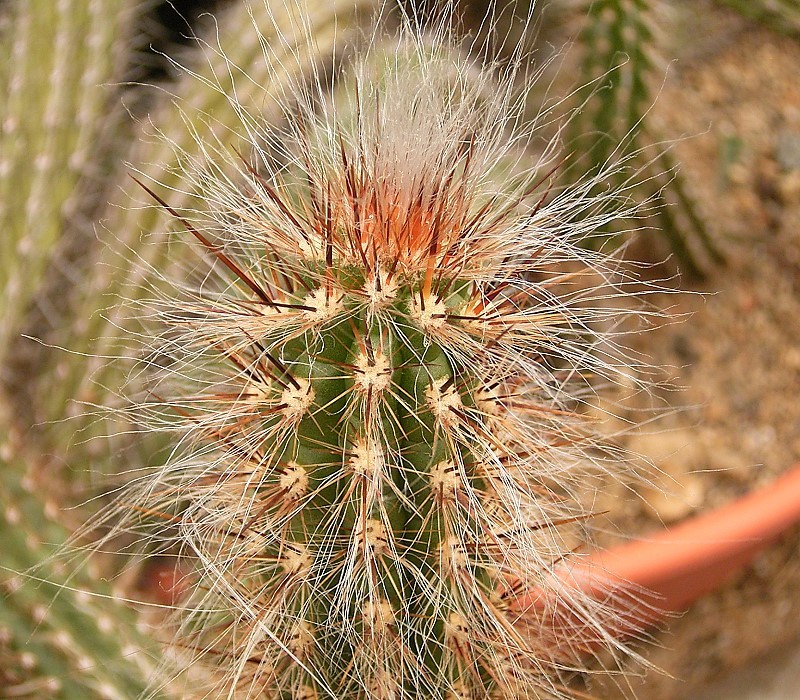 Oreocereus doelzianus: Oreocereus doelzianus (Backeb.) Borg