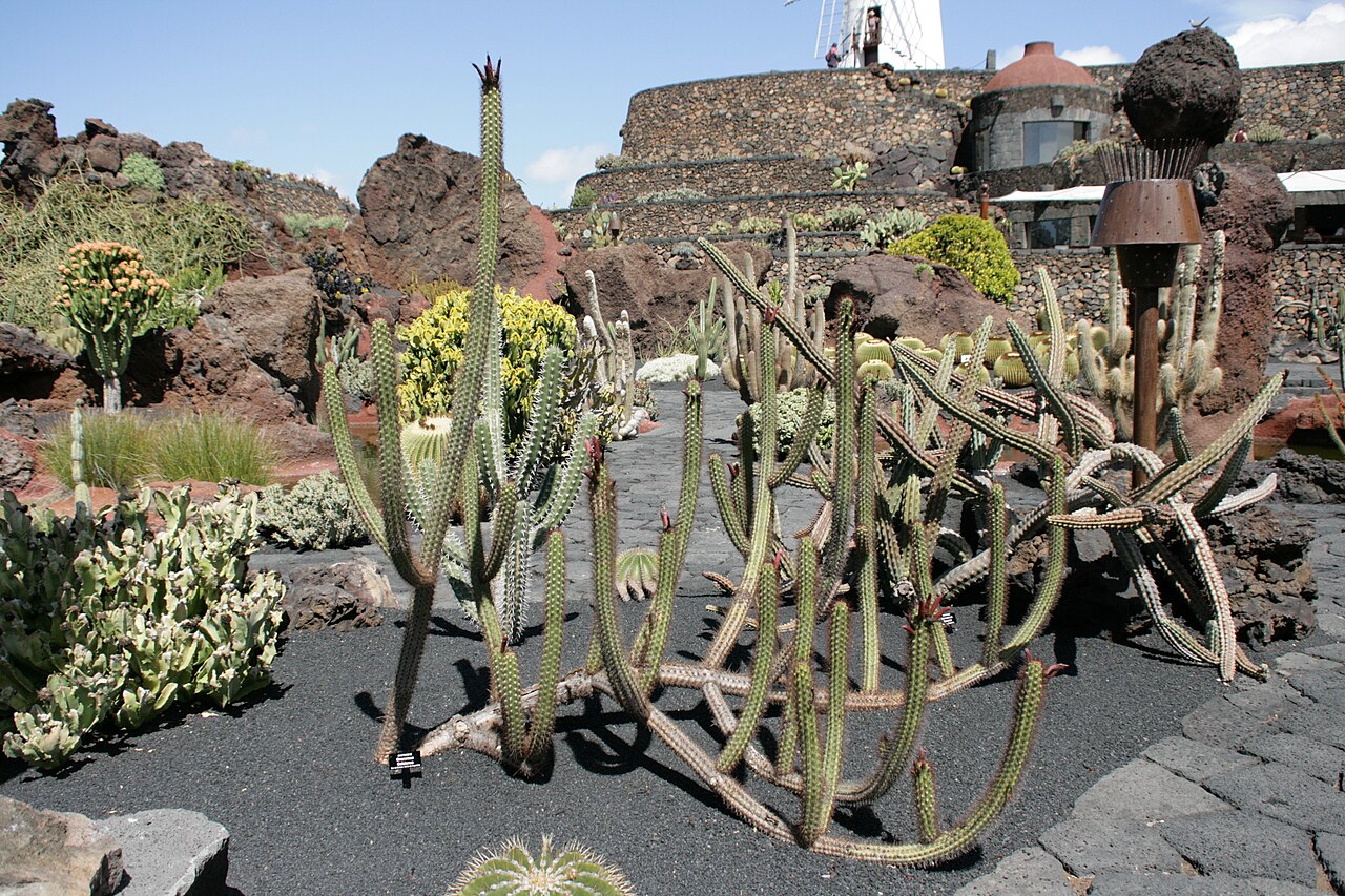 Oreocereus fossulatus: Oreocereus pseudofossulatus (red form) grown in the Botanical Garden “Jardin de Cactus” in Guatiza, Teguise , Lanzarote, Canary Islands. Don't trust in the misp