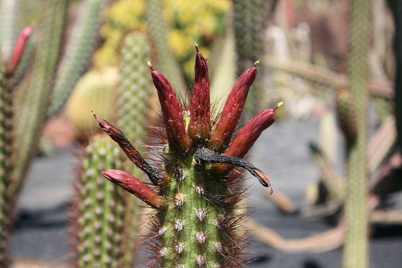 Oreocereus fossulatus: Oreocereus pseudofossulatus (red form) grown in the Botanical Garden “Jardin de Cactus” in Guatiza, Teguise , Lanzarote, Canary Islands