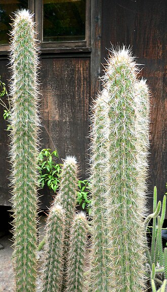 Oreocereus fossulatus: Photo of Oreocereus fossulatus var. rubrispinus at the University of California Botanical Garden