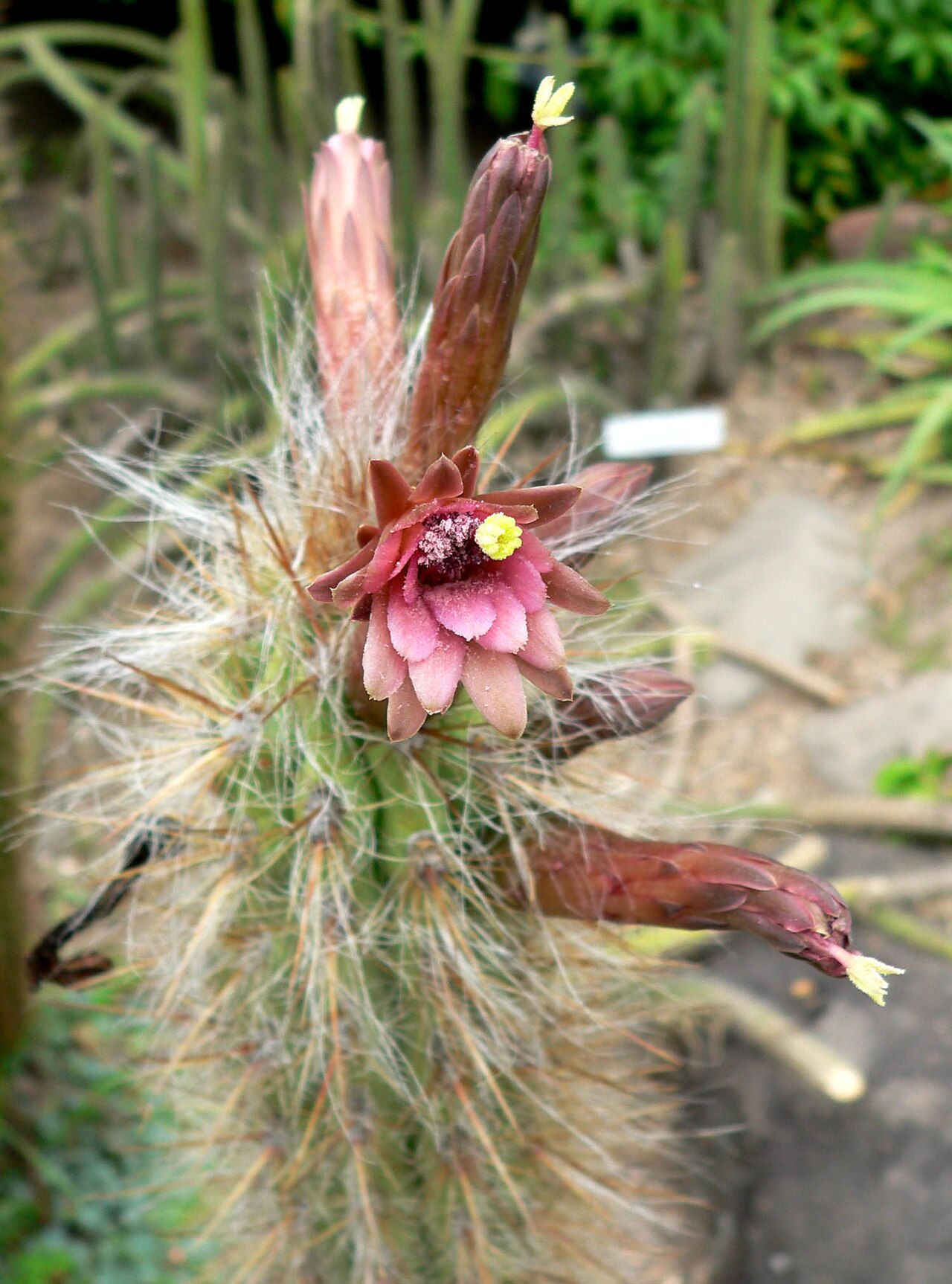 Oreocereus fossulatus: Photo of Oreocereus fossulatus var. rubrispinus at the University of California Botanical Garden