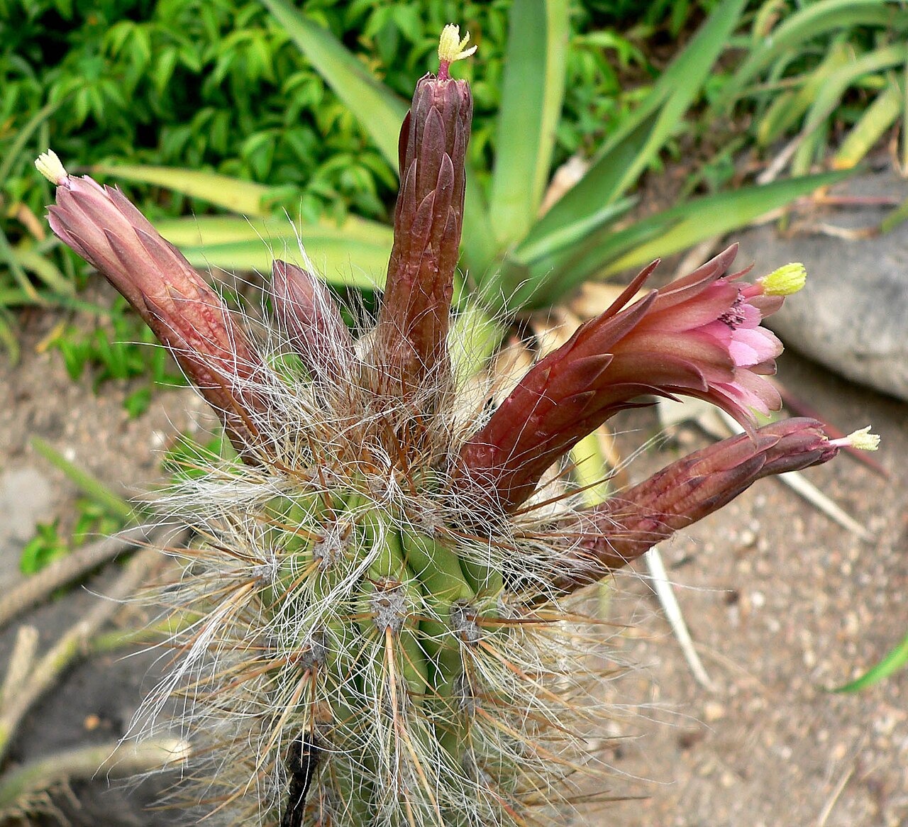 Oreocereus fossulatus: Photo of Oreocereus fossulatus var. rubrispinus at the University of California Botanical Garden